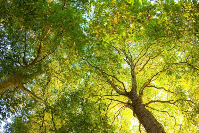 Yesil-buyuk-agaclar-2 Yeşil büyük ağaçlar