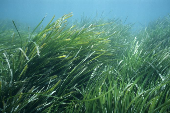 Novotel WWF