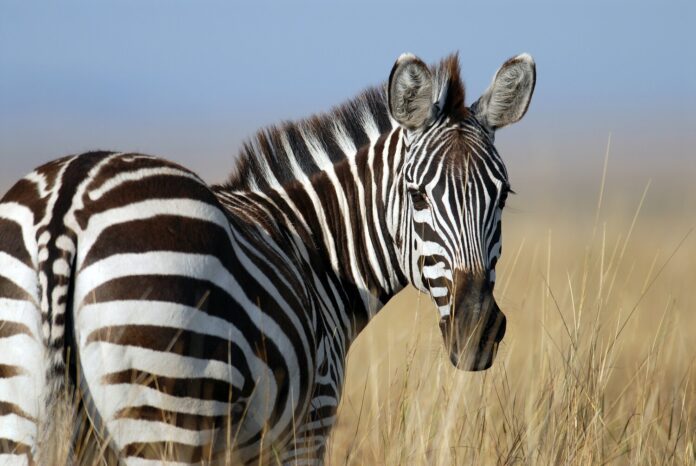 Zebra, Yaban Hayvanı