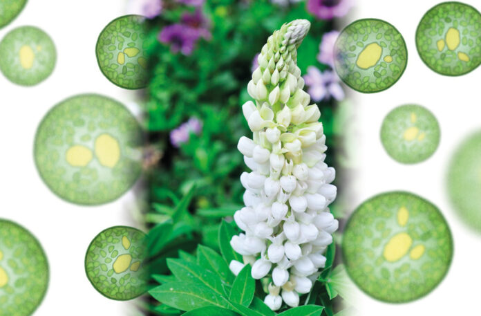 Chlorella Vulgaris