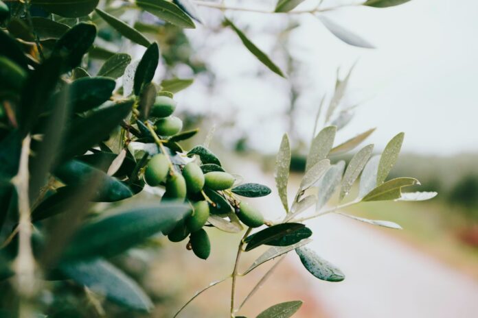zeytin agacı Zeytin Ağacı