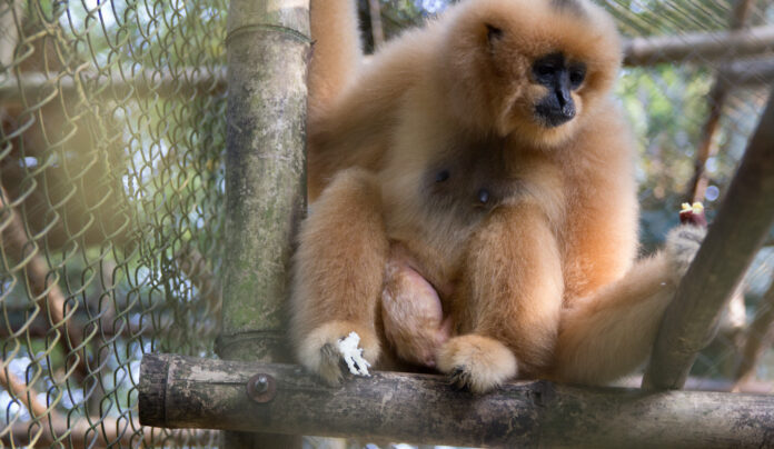 gibbon1_edited Vietnam gibbon yavruları