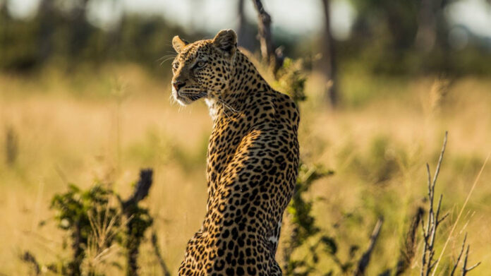 1743575469_Y__rt__c__lar_ve_Avlar___edited yırtıcılar ve avları - national geographic wild