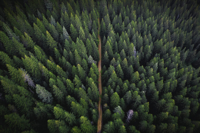 Green Gold Foundatin (GGF) ve Gaia Climate İklim Değişikliği ile Mücadele İçin Güçlerini Birleştirdi