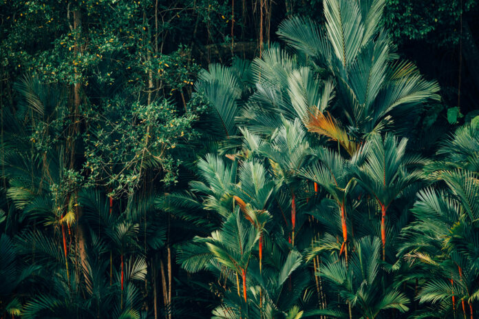 chuttersnap-9G1kXjqOq4U-unsplash_edited tropikal orman