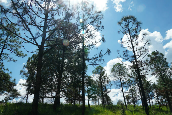 miguel-aldama-ep3dwKWCakI-unsplash_edited Meksika Ormanları'nda Seeing the Forest for the Trees Hareketi
