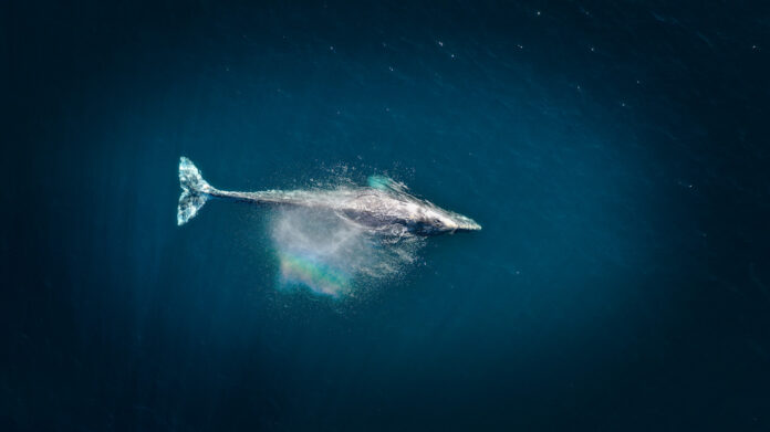 Dünyanın en yalnız balinası - mavi balina- unsplash