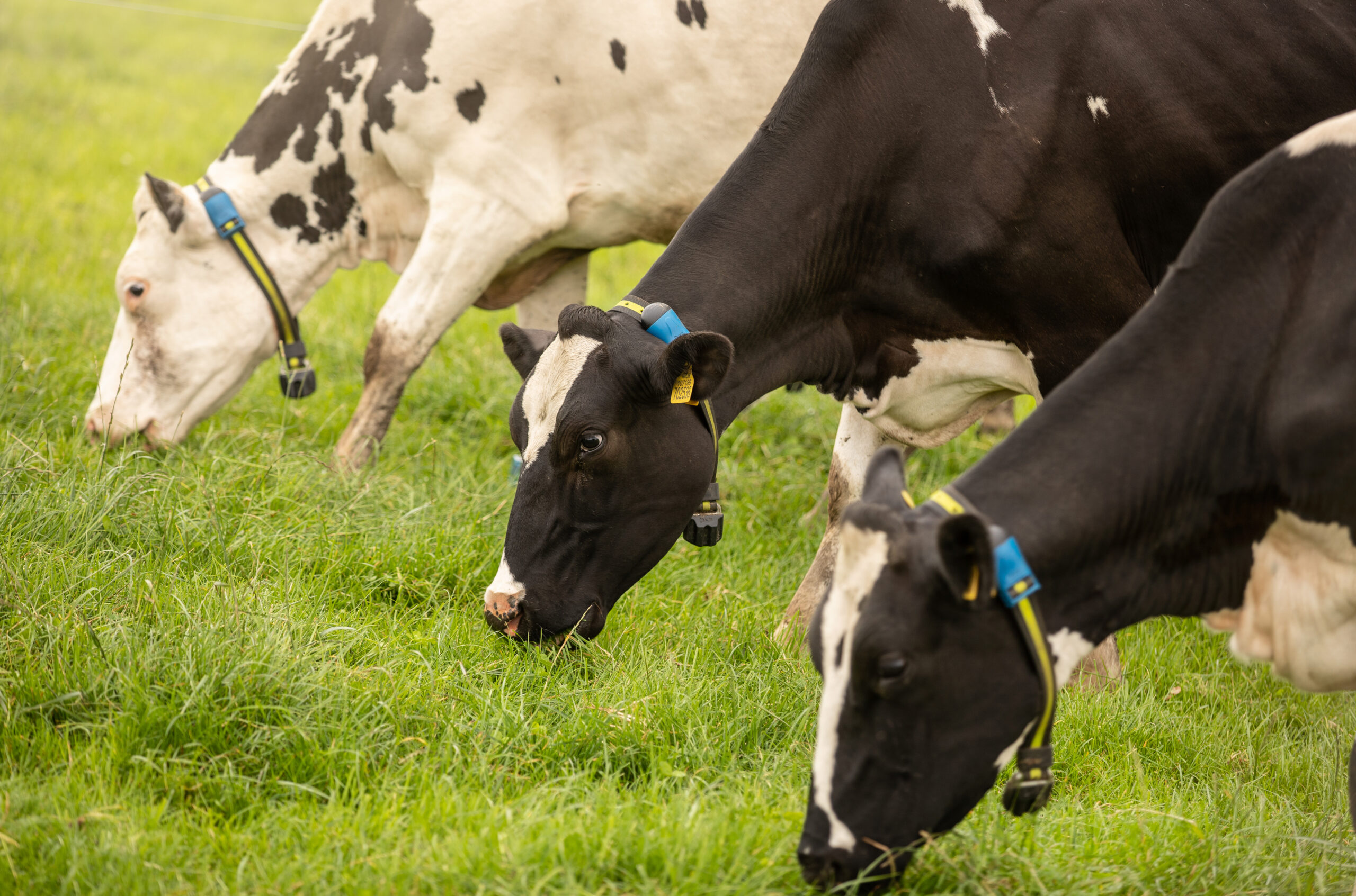SenseHub Dairy ile Gıda Güvenliği Destekleniyor