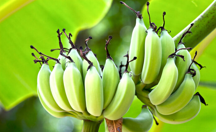 banana Muz üretimi - banana tree