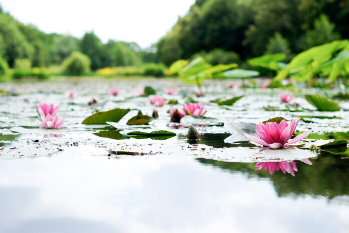 hanna-skoromna-SQ57KVVBnKE-unsplash_edited Lotus çiçeğinden ipek kumaş üretimi