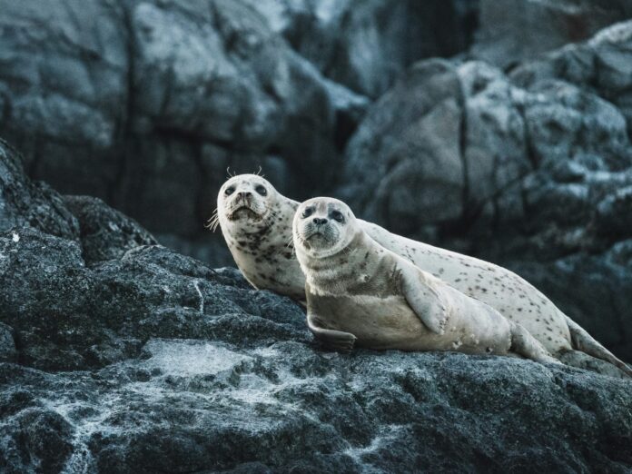 Antartika Fokları Foto: Neil Cooper