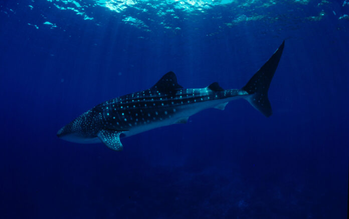 Whale shark (Rhincodon typus) balina köpekbalığı
