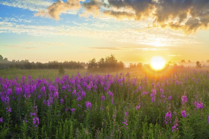 beautiful rural landscape with the sunrise, a blossoming meadow and fog