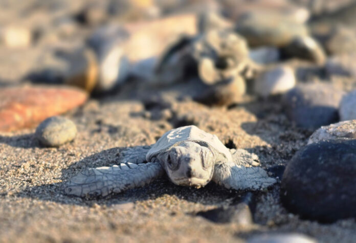 1753776190_Caretta_Caretta_1
