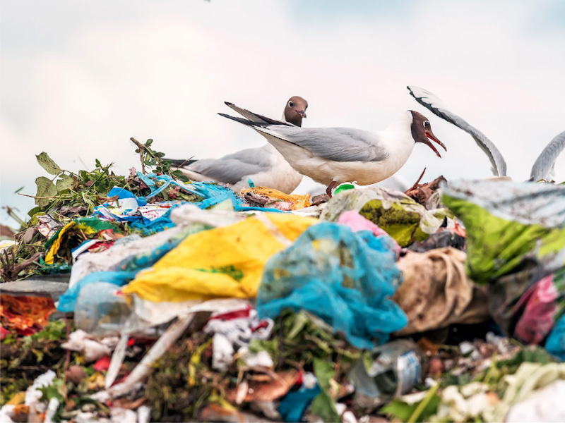 WWF’ten Plastik Kirliliğine Karşı Küresel Çağrı