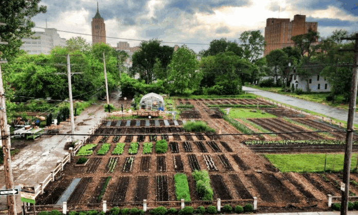 kentsel tarım-urban agriculture