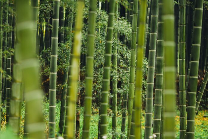Bambu ormanı