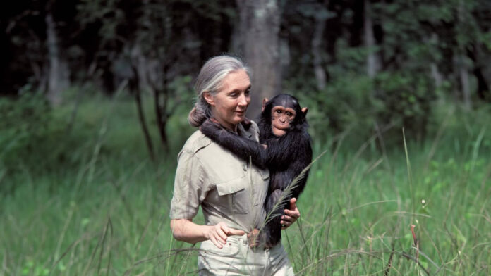 jane-goodall Jane Goodall