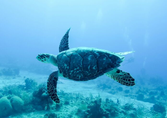 greenseaturtlessss yeşil deniz kaplumbağaları