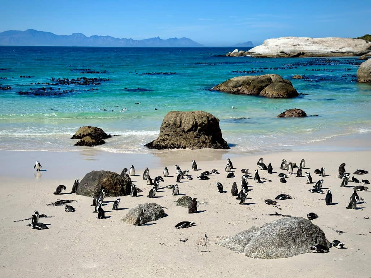 Güney Afrika’nın Penguenleri Sessizce Yok Oluyor
