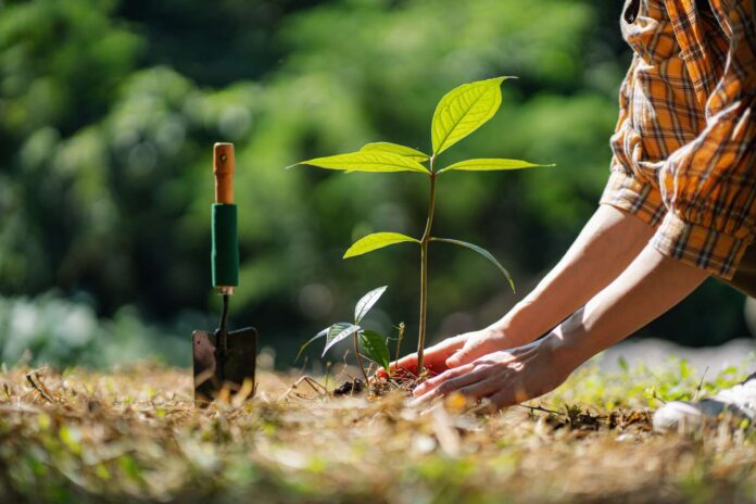 Afforestation-Ağaçlandırma
