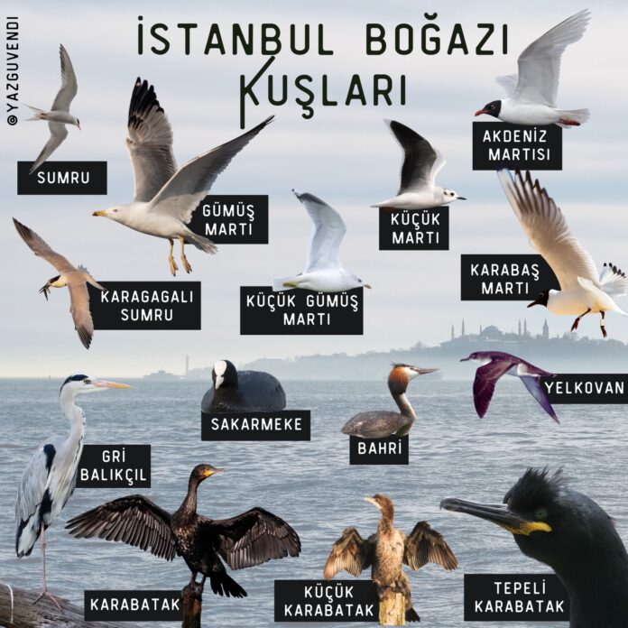 1775464094_Bog__az_Kus__lar____1_ Borusan Contemporary - Kuş Gözlemi
