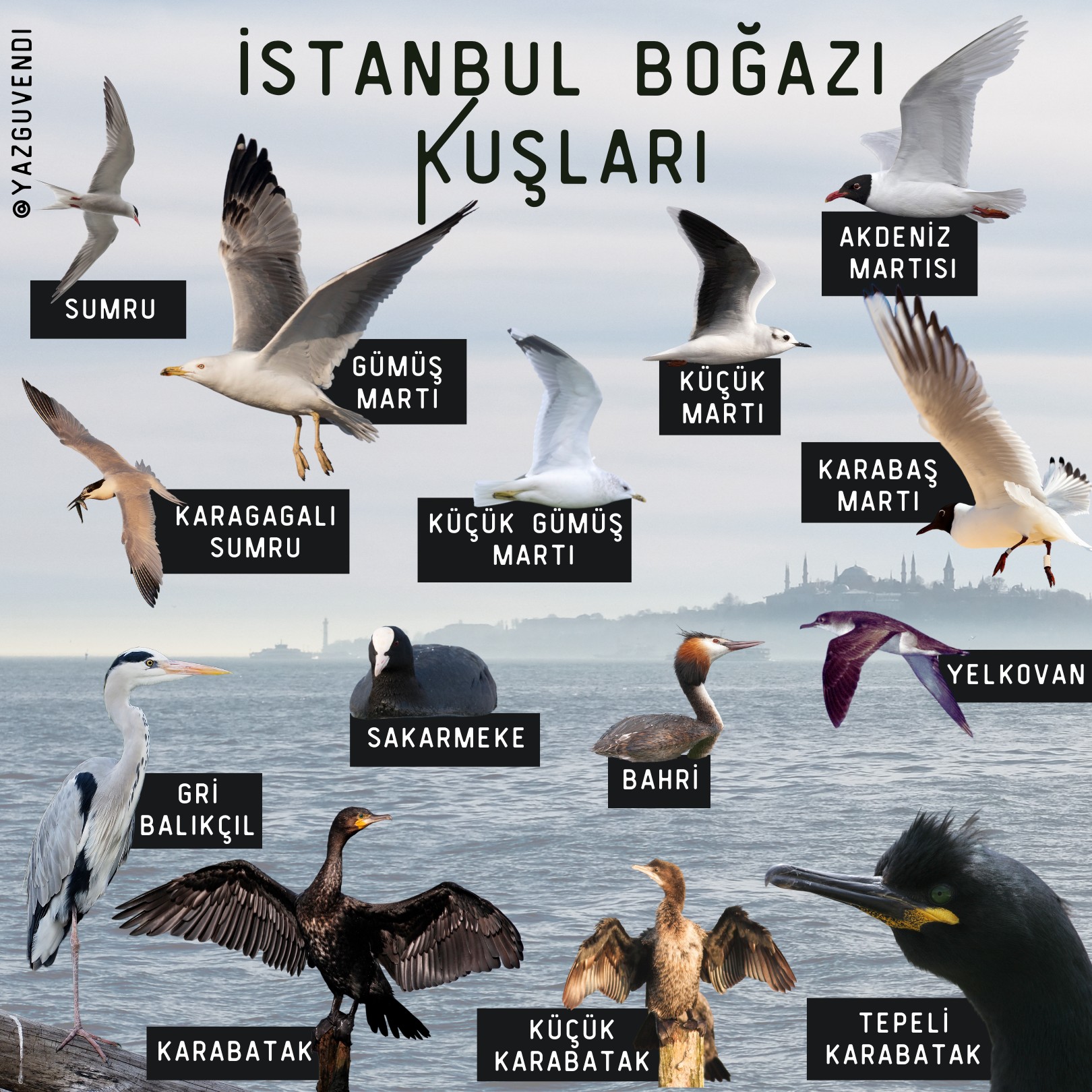 Borusan Contemporary’den Kuş Gözlemi