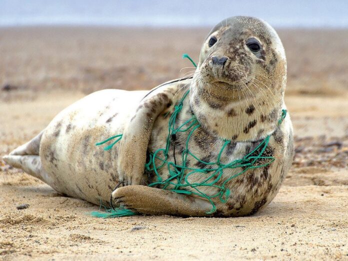 Okyanusta Plastik Kirliliği-Deniz Memelileri Tehlikede